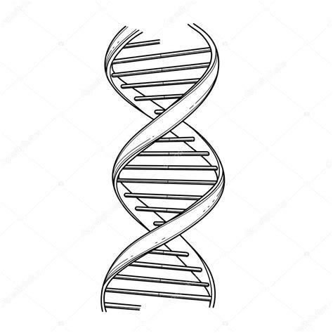 Estructura gráfica del ADN vector. gráfico vectorial: Dibujar y Colorear Fácil, dibujos de Un Adn, como dibujar Un Adn para colorear e imprimir
