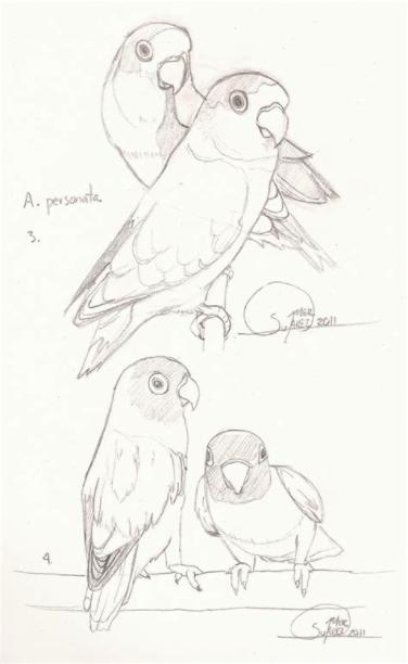 dibujos de agapornis - Buscar con Google | Bird drawings: Dibujar Fácil con este Paso a Paso, dibujos de Un Agaporni, como dibujar Un Agaporni para colorear