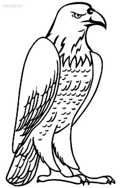 Dibujos de Águila Calva para colorear - Páginas para: Aprender como Dibujar Fácil con este Paso a Paso, dibujos de Un Aguila Para Niños, como dibujar Un Aguila Para Niños paso a paso para colorear