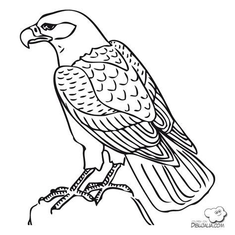 ¡Aprende sobre las aves rapaces!: mayo 2013: Aprender como Dibujar y Colorear Fácil con este Paso a Paso, dibujos de Un Alcon, como dibujar Un Alcon para colorear e imprimir
