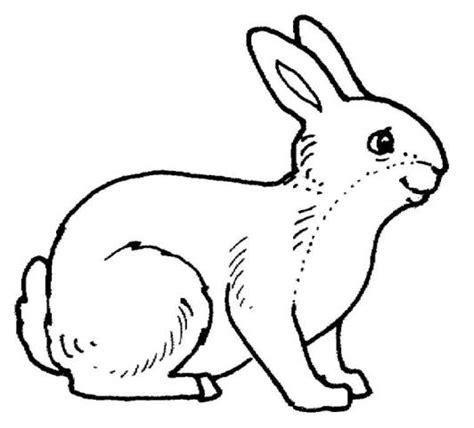 Dibujos de animales mamíferos para colorear - Reino animal: Dibujar Fácil, dibujos de Un Animal Mamifero, como dibujar Un Animal Mamifero para colorear e imprimir