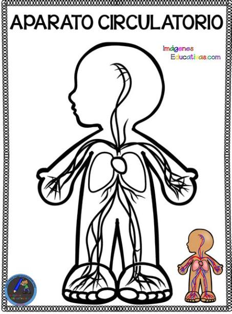 El Aparato Circulatorio Para Niños Para Colorear: Aprende a Dibujar Fácil con este Paso a Paso, dibujos de Un Aparato Circulatorio, como dibujar Un Aparato Circulatorio para colorear