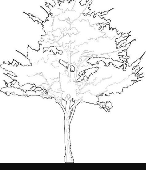 Pin on trees: Aprende a Dibujar Fácil con este Paso a Paso, dibujos de Un Arbol En Autocad, como dibujar Un Arbol En Autocad paso a paso para colorear