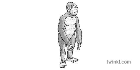Australopithecus Afarensis Black and White Ilustración: Dibujar Fácil, dibujos de Un Australopithecus, como dibujar Un Australopithecus para colorear