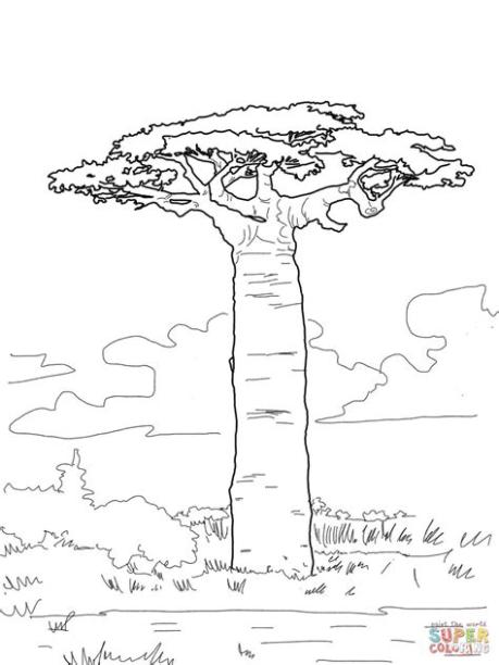Adansonia Grandidieri | Dibujos de árboles. Arte de: Aprende a Dibujar y Colorear Fácil con este Paso a Paso, dibujos de Un Baobab, como dibujar Un Baobab para colorear e imprimir