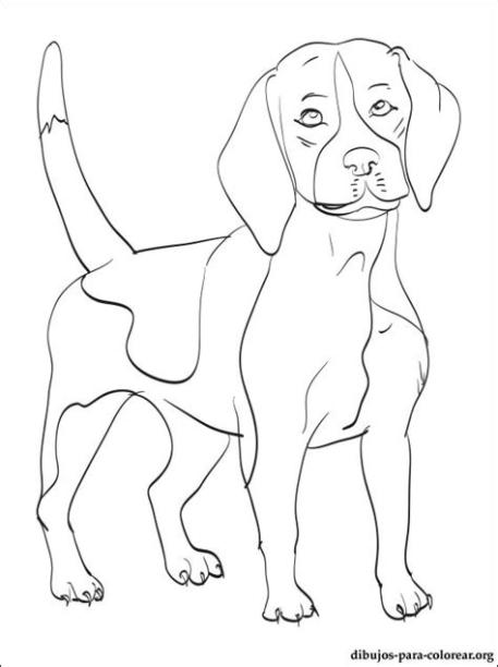 Dibujo de Beagle para colorear | Dibujos para colorear: Dibujar y Colorear Fácil, dibujos de Un Beagle, como dibujar Un Beagle para colorear e imprimir