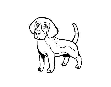 Dibujo de Perro Beagle para Colorear - Dibujos.net: Aprende como Dibujar y Colorear Fácil con este Paso a Paso, dibujos de Un Beagle, como dibujar Un Beagle paso a paso para colorear