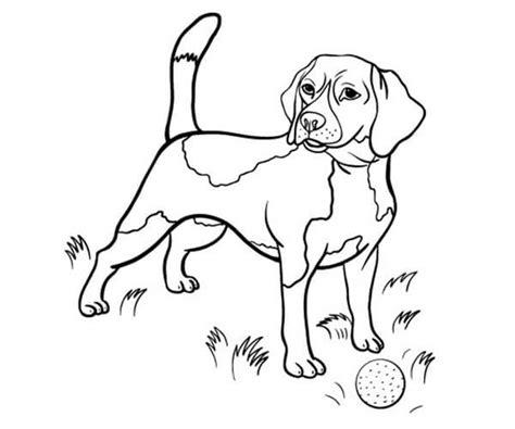 35 imágenes de perros para colorear e imprimir | Cancitos: Dibujar y Colorear Fácil con este Paso a Paso, dibujos de Un Beagle, como dibujar Un Beagle para colorear
