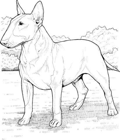 Dibujos Para Colorear De Perros Bulldog Ingles: Aprender a Dibujar Fácil, dibujos de Un Bull Terrier, como dibujar Un Bull Terrier paso a paso para colorear