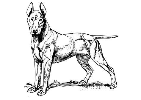 Dibujo para colorear perro - bull terrier - Dibujos Para: Dibujar Fácil, dibujos de Un Bull Terrier, como dibujar Un Bull Terrier para colorear