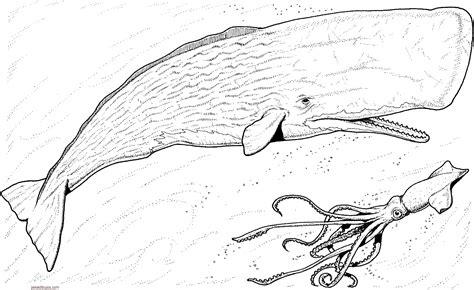 Dibujos de cachalotes para colorear: Aprende a Dibujar Fácil con este Paso a Paso, dibujos de Un Cachalote, como dibujar Un Cachalote para colorear