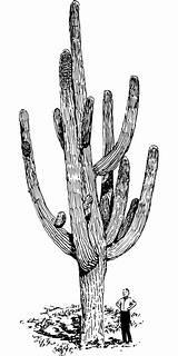 Los mejores DIBUJOS DE CACTUS 【 ¡Inspírate!: Aprende a Dibujar Fácil, dibujos de Un Cactus Realista, como dibujar Un Cactus Realista para colorear