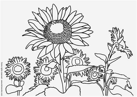 Kleurplaat zonnebloemen - Afb 9791.: Dibujar y Colorear Fácil con este Paso a Paso, dibujos de Un Campo De Girasoles, como dibujar Un Campo De Girasoles para colorear