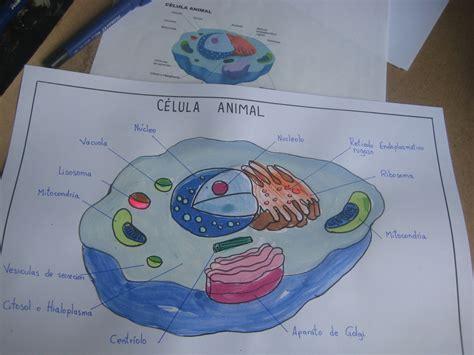 celula animal | Célula animal. Dibujos de celulas. Celula: Aprender a Dibujar Fácil, dibujos de Un Celular En 3D, como dibujar Un Celular En 3D para colorear e imprimir