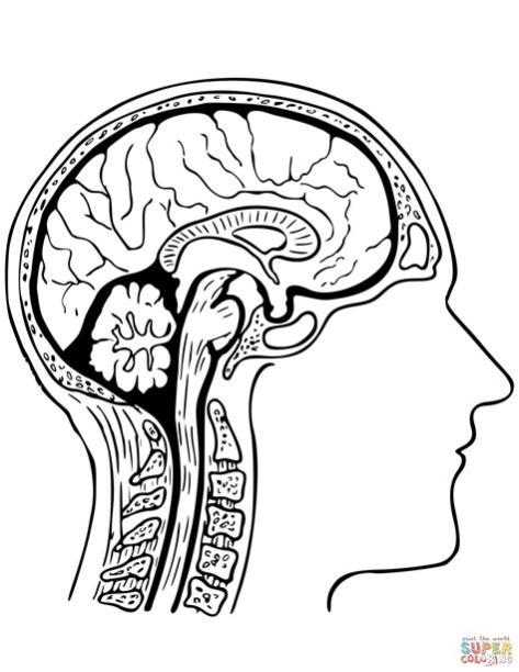 Cerebro humano para colorear - Imagui: Dibujar Fácil con este Paso a Paso, dibujos de Un Cerbero, como dibujar Un Cerbero para colorear