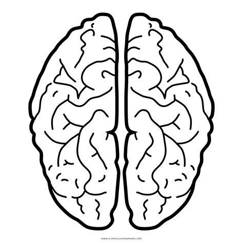 Desenho De Cerebro Para Colorir~desenho de cérebro para: Aprender como Dibujar y Colorear Fácil, dibujos de Un Cerebro Humano, como dibujar Un Cerebro Humano para colorear e imprimir
