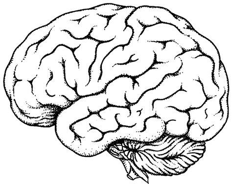 Garabatear. Pintar y Dibujar Tiene Beneficios Reales Para: Aprender a Dibujar y Colorear Fácil, dibujos de Un Cerebro Humano, como dibujar Un Cerebro Humano paso a paso para colorear