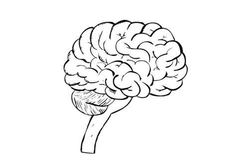 Dibujo para colorear Cerebro - Img 9487: Dibujar y Colorear Fácil, dibujos de Un Cerebro Humano, como dibujar Un Cerebro Humano para colorear