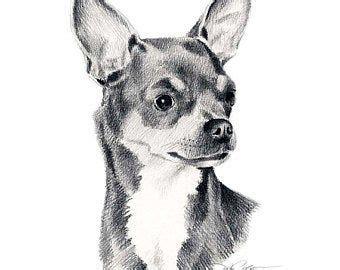CHESAPEAKE BAY RETRIEVER Dog Art Print Pencil Drawing by: Aprende como Dibujar y Colorear Fácil, dibujos de Un Chihuahua Realista, como dibujar Un Chihuahua Realista para colorear e imprimir