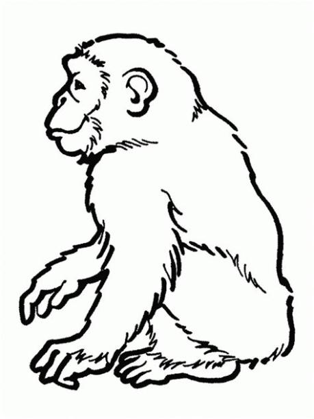 chimpance para colorear 🥇 ¡DIBUJOS para imprimir y pintar!: Dibujar y Colorear Fácil, dibujos de Un Chimpance, como dibujar Un Chimpance para colorear e imprimir