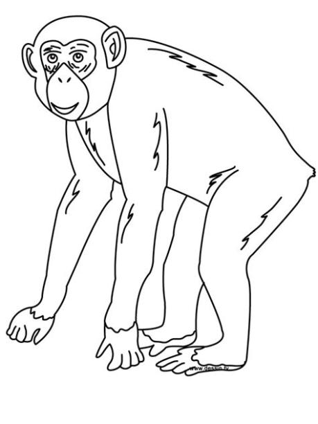 chimpance para colorear 🥇 ¡DIBUJOS para imprimir y pintar!: Dibujar Fácil, dibujos de Un Chimpance, como dibujar Un Chimpance para colorear