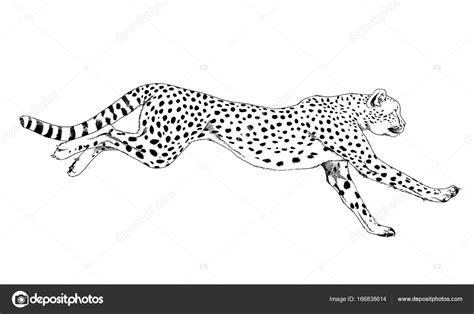 Τρέξιμο Cheetah χέρι με μελάνι σε: Aprende como Dibujar Fácil con este Paso a Paso, dibujos de Un Chita, como dibujar Un Chita para colorear