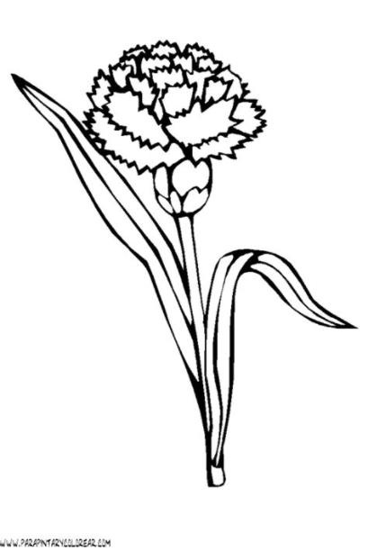 dibujos-para-colorear-de-flores-claveles-001 | Claveles: Aprender como Dibujar y Colorear Fácil con este Paso a Paso, dibujos de Un Clavel, como dibujar Un Clavel para colorear