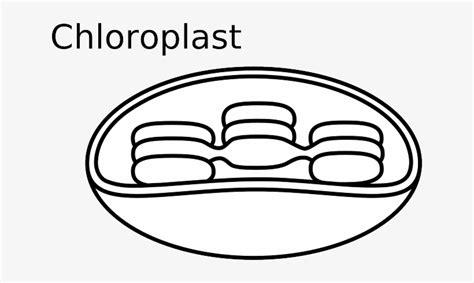 Diagram Drawing Of Chloroplast - Aflam-Neeeak: Aprender como Dibujar Fácil, dibujos de Un Cloroplasto, como dibujar Un Cloroplasto paso a paso para colorear