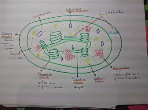 Mi cuaderno de biología: Mitocondrias y cloroplastos: Aprende como Dibujar y Colorear Fácil con este Paso a Paso, dibujos de Un Cloroplasto, como dibujar Un Cloroplasto para colorear
