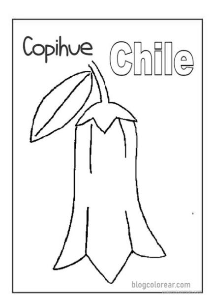 Colorear: dibujo Copihue símbolo patrio de Chile: Dibujar Fácil, dibujos de Un Copihue, como dibujar Un Copihue para colorear e imprimir