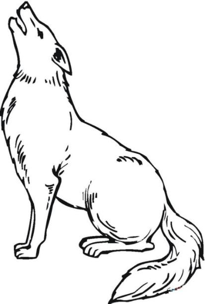 Dibujos para colorear: Coyote imprimible. gratis. para los: Aprende a Dibujar y Colorear Fácil con este Paso a Paso, dibujos de Un Coyote, como dibujar Un Coyote para colorear e imprimir