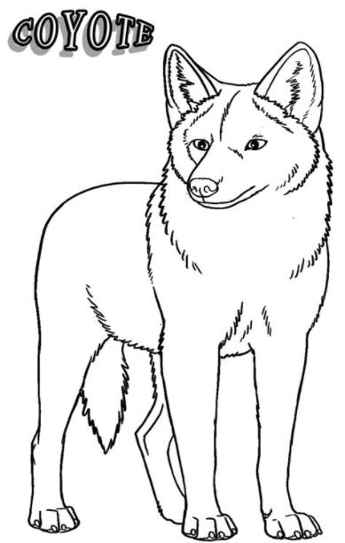 Dibujos de Coyote para colorear - Páginas para imprimir: Dibujar y Colorear Fácil, dibujos de Un Coyote Para Niños, como dibujar Un Coyote Para Niños para colorear