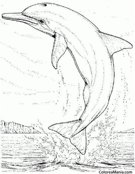 Dibujos Para Pintar De Animales Realistas - Para Colorear: Aprende como Dibujar Fácil con este Paso a Paso, dibujos de Un Delfín Realista, como dibujar Un Delfín Realista paso a paso para colorear