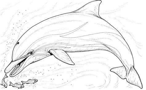 Dibujos de DELFINES (Para Colorear y Pintar): Aprender como Dibujar y Colorear Fácil, dibujos de Un Delfín Realista, como dibujar Un Delfín Realista para colorear