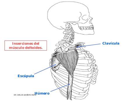 Musculos De La Extremidad Superior: Dibujar y Colorear Fácil, dibujos de Un Deltoide, como dibujar Un Deltoide para colorear e imprimir