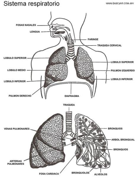 Sistema respiratorio y sus partes para colorear - Imagui: Dibujar y Colorear Fácil, dibujos de Un Diafragma, como dibujar Un Diafragma paso a paso para colorear