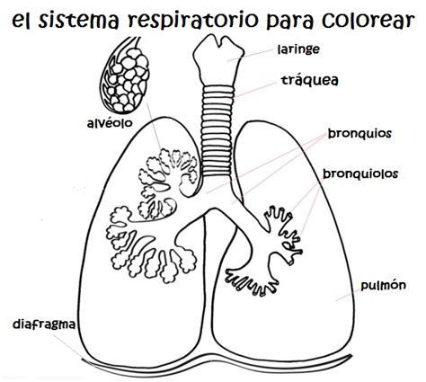 imagenes para imprimir del sistema respiratorio imagenes: Dibujar y Colorear Fácil, dibujos de Un Diafragma, como dibujar Un Diafragma para colorear
