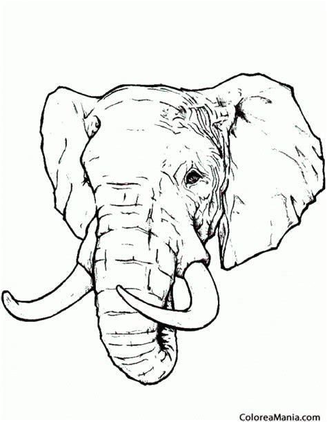 Colorear Cabeza de Elefante. realista (Animales de la: Aprende a Dibujar y Colorear Fácil con este Paso a Paso, dibujos de Un Elefante Realista, como dibujar Un Elefante Realista paso a paso para colorear