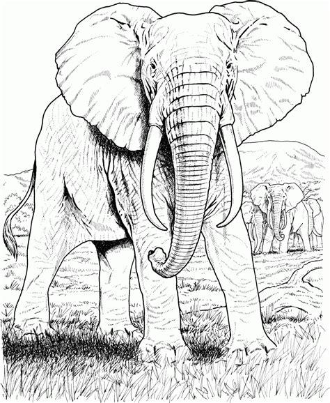 Dibujo realista de un elefante HD | DibujosWiki.com: Aprende como Dibujar y Colorear Fácil, dibujos de Un Elefante Realista, como dibujar Un Elefante Realista para colorear