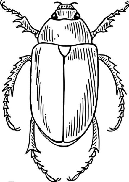Escarabajos para colorear 2020 | Dibujos de escarabajos: Aprender como Dibujar Fácil, dibujos de Un Escarabajo, como dibujar Un Escarabajo para colorear e imprimir