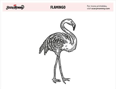 Dibujos de flamencos para colorear que te darán ganas de: Aprende a Dibujar y Colorear Fácil con este Paso a Paso, dibujos de Un Flamenco Realista, como dibujar Un Flamenco Realista para colorear