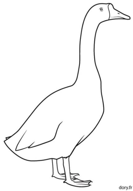 Ganso (Animales) – Colorear dibujos gratis: Aprender como Dibujar Fácil con este Paso a Paso, dibujos de Un Ganso, como dibujar Un Ganso paso a paso para colorear