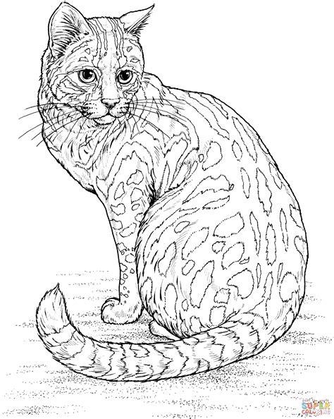 Gato Montes Para Colorear - Mejores páginas para colorear: Dibujar y Colorear Fácil con este Paso a Paso, dibujos de Un Gato Montes, como dibujar Un Gato Montes para colorear e imprimir