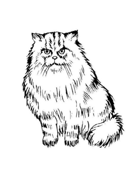 Pin de MARIA en Manualidades en 2020 | Como dibujar un: Aprende a Dibujar y Colorear Fácil con este Paso a Paso, dibujos de Un Gato Persa, como dibujar Un Gato Persa para colorear e imprimir