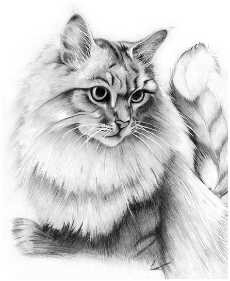 dibujar-gatos-a-lapiz | Información imágenes: Aprender a Dibujar Fácil, dibujos de Un Gato Realista A Color, como dibujar Un Gato Realista A Color para colorear