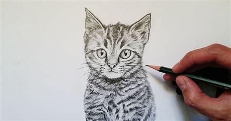 Como Dibujar Un Gato Paso A Paso: Aprender a Dibujar Fácil, dibujos de Un Gato Realista Explicado, como dibujar Un Gato Realista Explicado para colorear