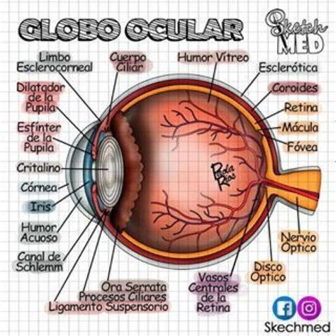 10+ Globo Ocular Dibujo | Ayayhome: Aprende a Dibujar Fácil, dibujos de Un Globo Ocular, como dibujar Un Globo Ocular para colorear e imprimir