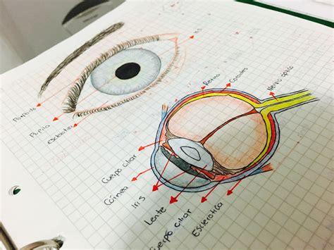Dibujo Globo Ocular Sus Partes - fondo de pantalla rosa: Dibujar Fácil, dibujos de Un Globo Ocular, como dibujar Un Globo Ocular para colorear