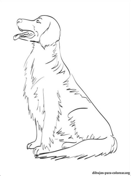 Dibujos Para Colorear De Perros Golden Retriever: Dibujar Fácil con este Paso a Paso, dibujos de Un Golden, como dibujar Un Golden para colorear