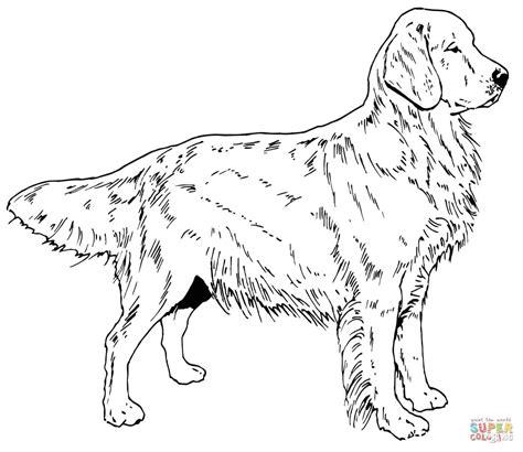 Dibujos Para Colorear De Perros Golden Retriever: Dibujar Fácil, dibujos de Un Golden Retriever, como dibujar Un Golden Retriever para colorear